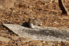 12-26-2020 Hector- Eastern Gray Squirrel (Sciurus carolinensis)