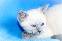 2 Blue Kittens