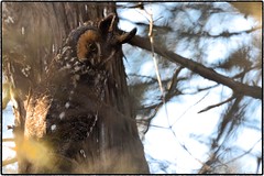 Owl (Long-eared)