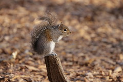 12-27-2020 Hector- Eastern Gray Squirrel (Sciurus carolinensis)