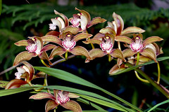 orchids #45