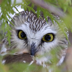 Saw-whet Owls