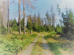 Góry Stołowe, Skalne Grzyby, forest. Part 4.