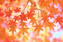 Maple leaves 2020