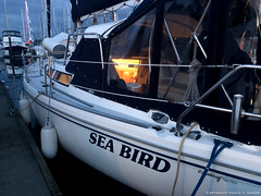Sea Bird's First Passage