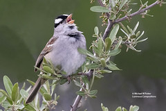Bird Families: New World Sparrows (Passerellidae)