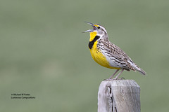 Bird Behaviours 3: Vocalizing