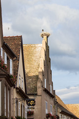 Stork in Nest, Mittelbergheim, Alsace, France