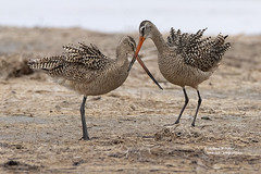 Bird Behaviours 4: Display, Courtship, and Mating