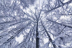 Beech forest in Aomori 2020 winter