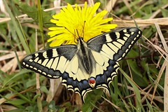 Schwalbenschwanz - Swallowtail