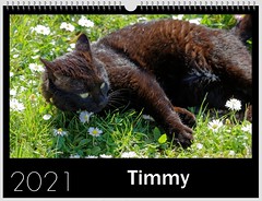 Timmy calendar 2021