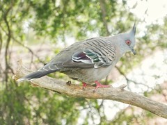 2021 Victorian bird species