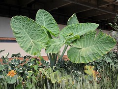 ARACEAE - Colocasia gigantea