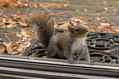 12-31-2020 Goldie- Eastern Gray Squirrel (Sciurus carolinensis)