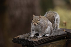 1-1-2021 Miss Pots- Eastern Gray Squirrel (Sciurus carolinensis)