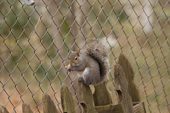 12-31-2020 Posey- Eastern Gray Squirrel (Sciurus carolinensis)