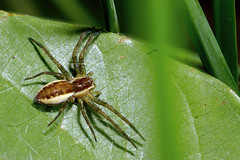 Arachnida, Denmark