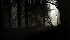 | Pebermosen | Forest | 02-01-2021 |