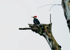 Red-Pileated woodpecker