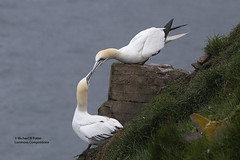 Bird Families: Boobies and Gannets (Sulidae)