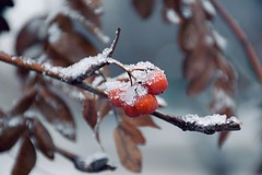 Winter whimsy
