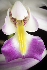 Orchid Species 2021