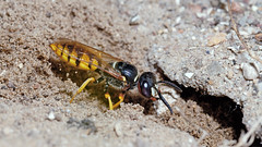 Hymenoptera, Denmark