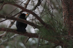 Blackbird- koltrast