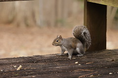 1-9-2021 Bitty- Eastern Gray Squirrel (Sciurus carolinensis)