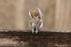 1-9-2021 Goldie- Eastern Gray Squirrel (Sciurus carolinensis)