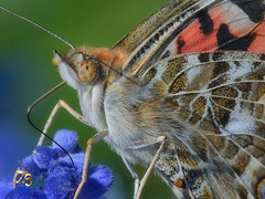 Butterflies And Moths Uploaded 2021
