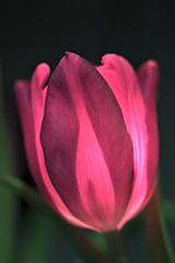 Tulip Lighting Study