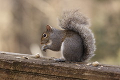 1-10-2021 Bitty- Eastern Gray Squirrel (Sciurus carolinensis)