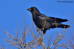 American Crow (Corvidae)