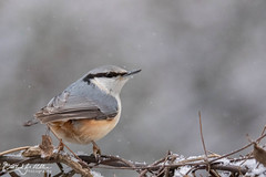 Sittidae (Nuthatches)