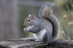 1-10-2021 Miss Pots- Eastern Gray Squirrel (Sciurus carolinensis)