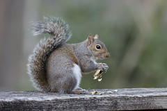 1-11-2021 Goldie- Eastern Gray Squirrel (Sciurus carolinensis)