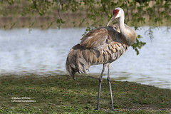 Bird Families: Cranes (Gruidae)