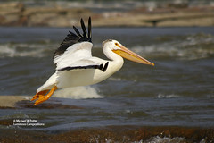 Bird Families: Pelicans (Pelecanidae)