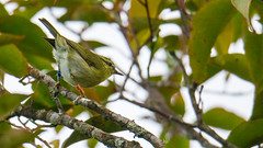 山柳鶯 Mountain Leaf Warbler 西馬108