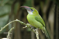 Birds of Venezuela, South America