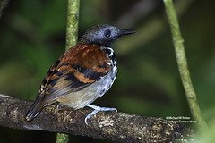 Bird Families: Typical Antbirds (Thamnophilidae)