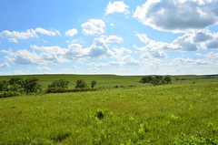 Landscape- Prairie, Grassland Etc.