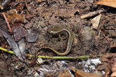 1-14-2021 Southern Two-lined Salamander (Eurycea cirrigera)