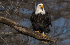 Bald eagle in the midwest 2