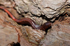 1-14-2021 Southern Red-backed Salamander (Plethodon serratus)