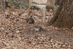 1-16-2021 Hector- Eastern Gray Squirrel (Sciurus carolinensis)