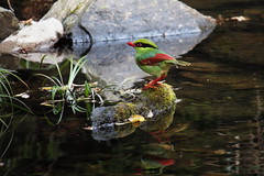 An Indochinese Green Magpie Searching for Water