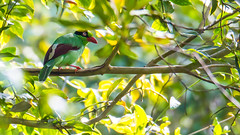 Common green magpie 短尾藍綠鵲 西馬135